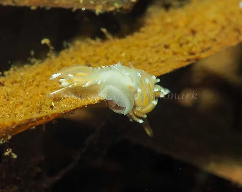 Facelina bostoniensis - Kollund Mole - Foto: Jens Egon Jørgensen