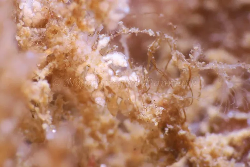Eubranchus scintillans - Tjærepletten - Foto: HP Ølgaard