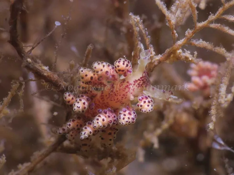 Doto coronata - Ammoniakhavnen - Foto: HP Ølgaard