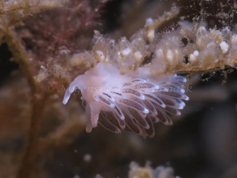 Cuthonella concinna - Ammoniakhavnen - Foto: HP Ølgaard