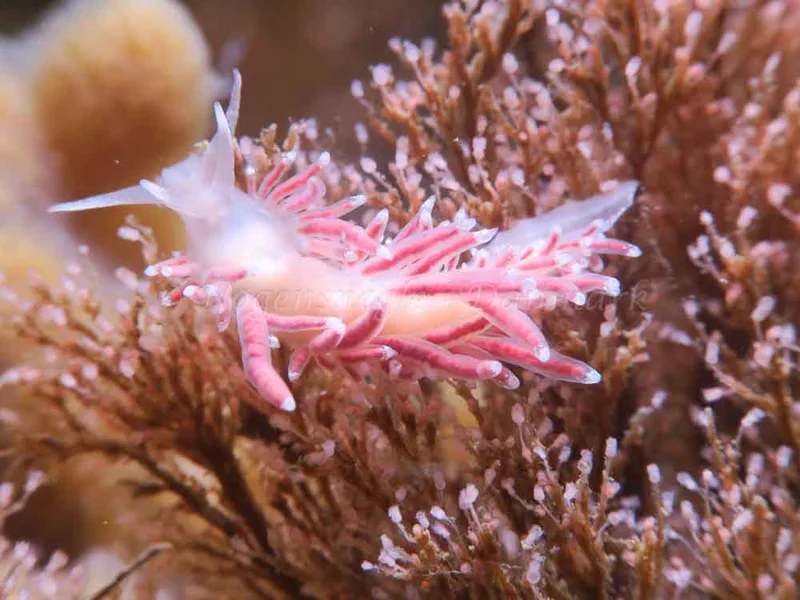 Coryphella gracilis - Ekkodalen - Foto: HP Ølgaard