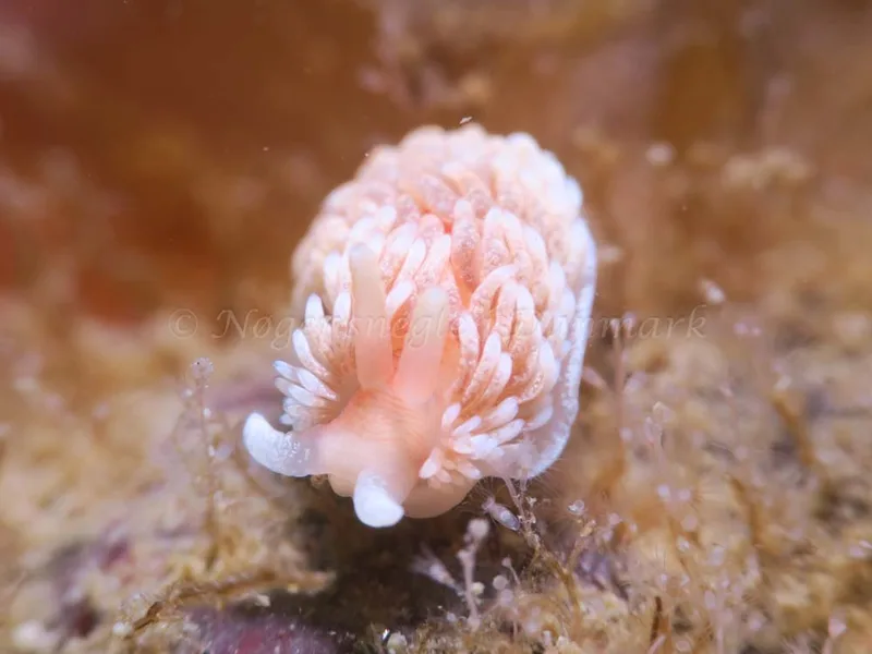 Aeolidiella glauca - Ekkodalen - Foto: HP Ølgaard