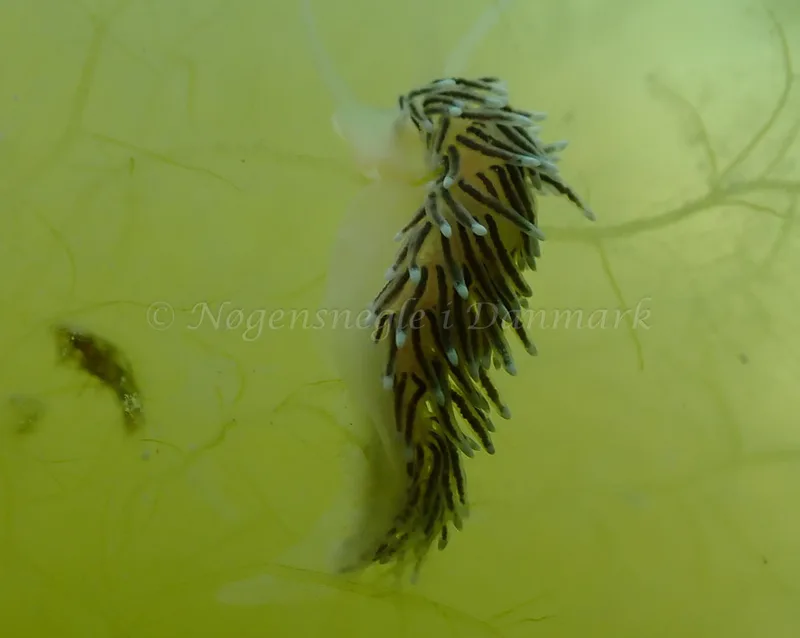 Cuthonella concinna - Vosnæs Pynt - Foto: Niels-Søren Bøgh