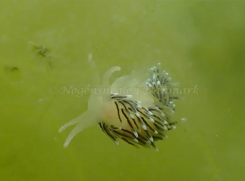Cuthonella concinna - Vosnæs Pynt - Foto: Niels-Søren Bøgh