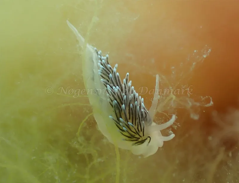 Cuthonella concinna - Vosnæs Pynt - Foto: Niels-Søren Bøgh