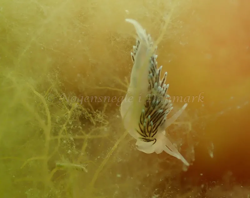 Cuthonella concinna - Vosnæs Pynt - Foto: Niels-Søren Bøgh