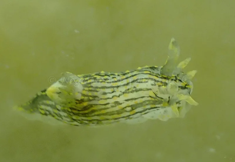 Polycera quadrilineata - Vosnæs Pynt - Foto: Niels-Søren Bøgh