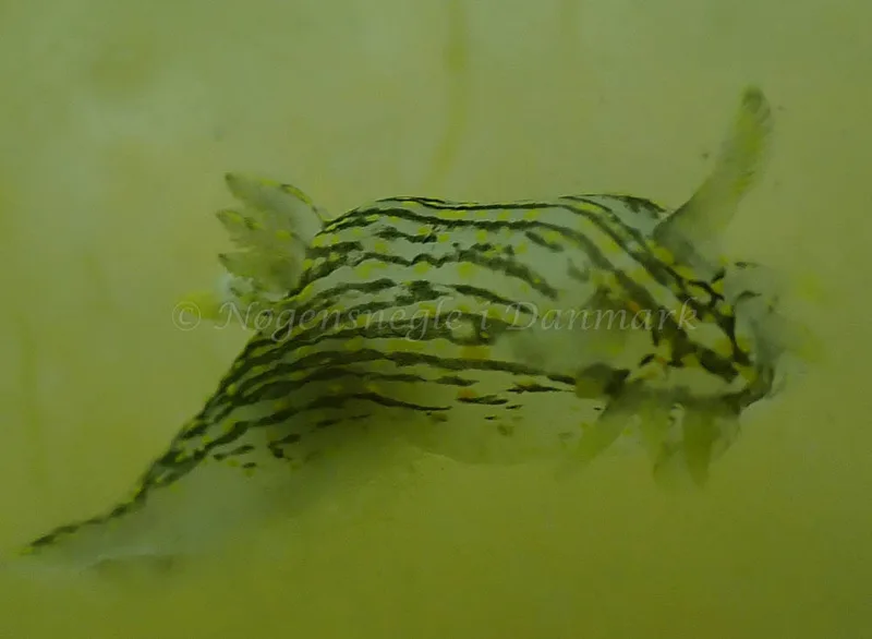 Polycera quadrilineata - Vosnæs Pynt - Foto: Niels-Søren Bøgh