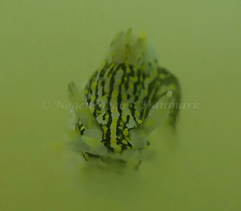 Polycera quadrilineata - Vosnæs Pynt - Foto: Niels-Søren Bøgh