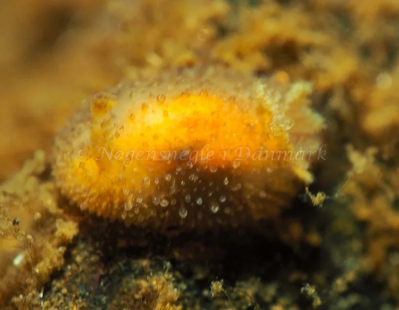Acanthodoris pilosa - Kollund Mole - Foto: Jens Egon Jørgensen