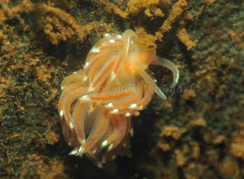 Facelina bostoniensis - Kollund Mole - Foto: Jens Egon Jørgensen
