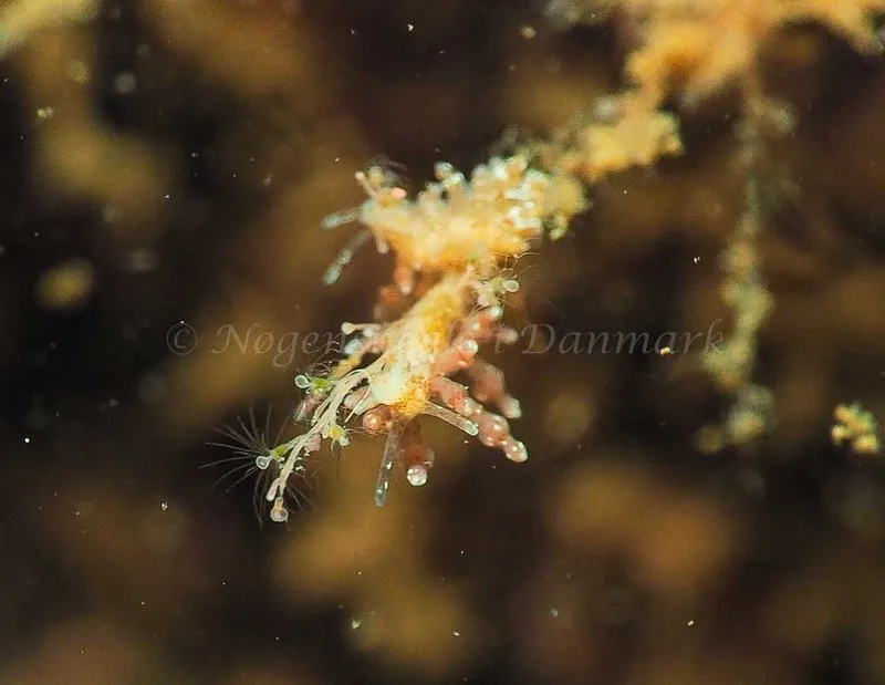 Eubranchus rupium - Kollund Mole - Foto: Jens Egon Jørgensen