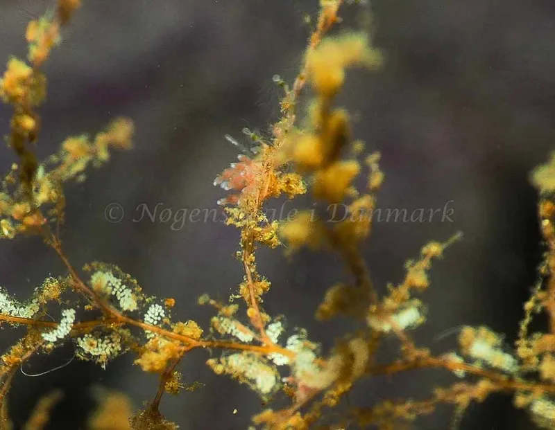 Eubranchus rupium - Kollund Mole - Foto: Jens Egon Jørgensen