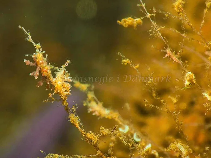 Eubranchus rupium - Kollund Mole - Foto: Jens Egon Jørgensen