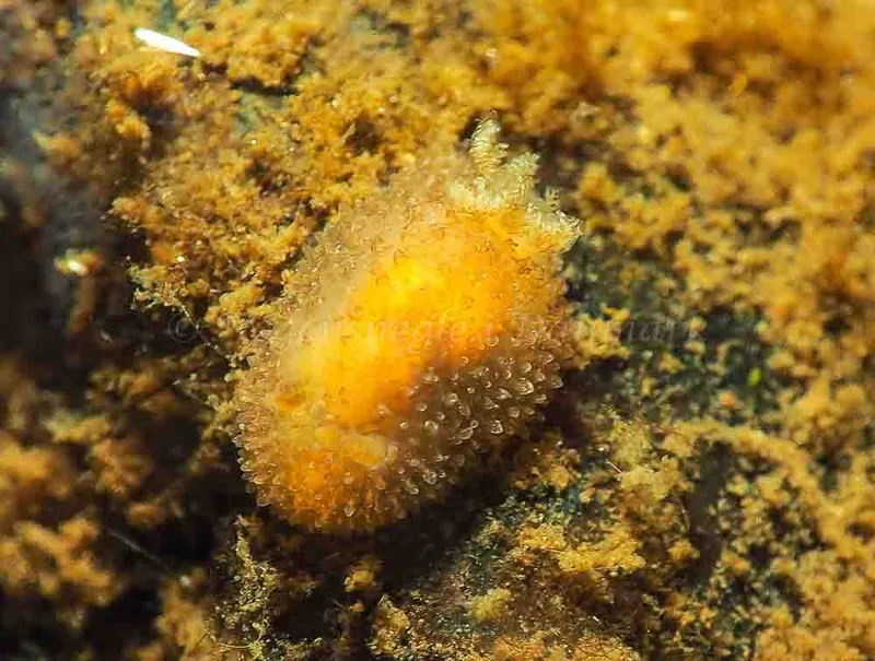 Acanthodoris pilosa - Kollund Mole - Foto: Jens Egon Jørgensen