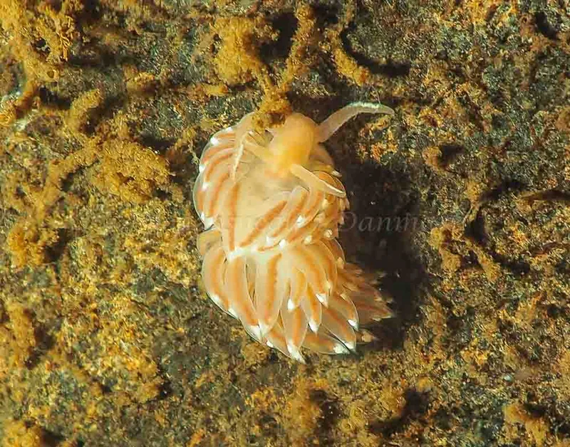 Facelina bostoniensis - Kollund Mole - Foto: Jens Egon Jørgensen