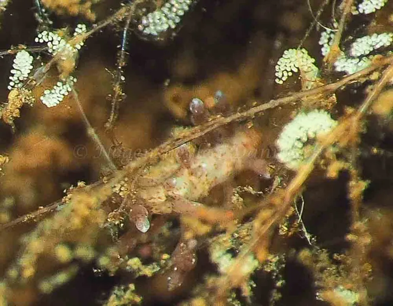 Eubranchus rupium - Kollund Mole - Foto: Jens Egon Jørgensen