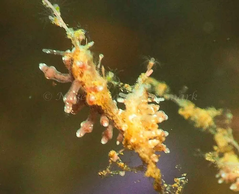 Eubranchus rupium - Kollund Mole - Foto: Jens Egon Jørgensen