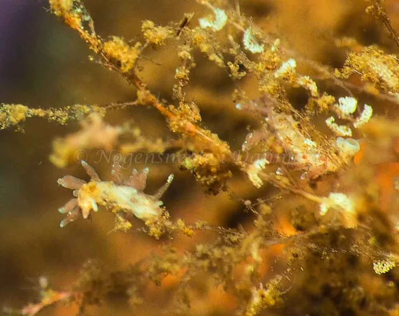 Eubranchus rupium - Kollund Mole - Foto: Jens Egon Jørgensen