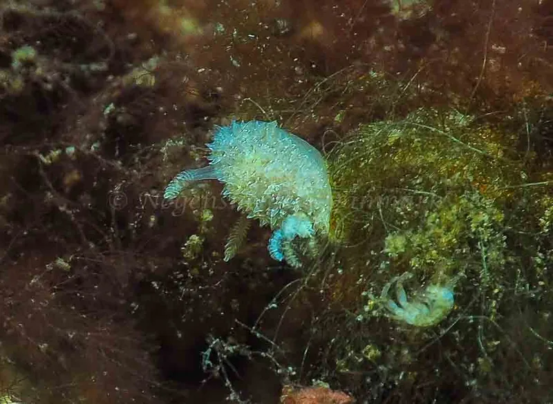 Acanthodoris pilosa - Kollund Mole - Foto: Jens Egon Jørgensen