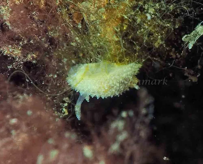 Acanthodoris pilosa - Kollund Mole - Foto: Jens Egon Jørgensen
