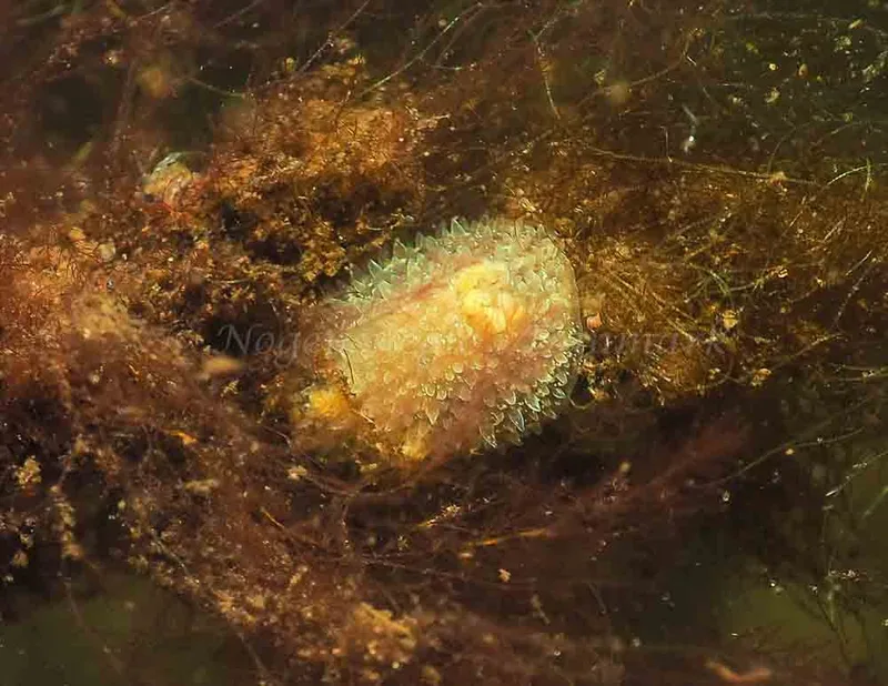 Acanthodoris pilosa - Kollund Mole - Foto: Jens Egon Jørgensen