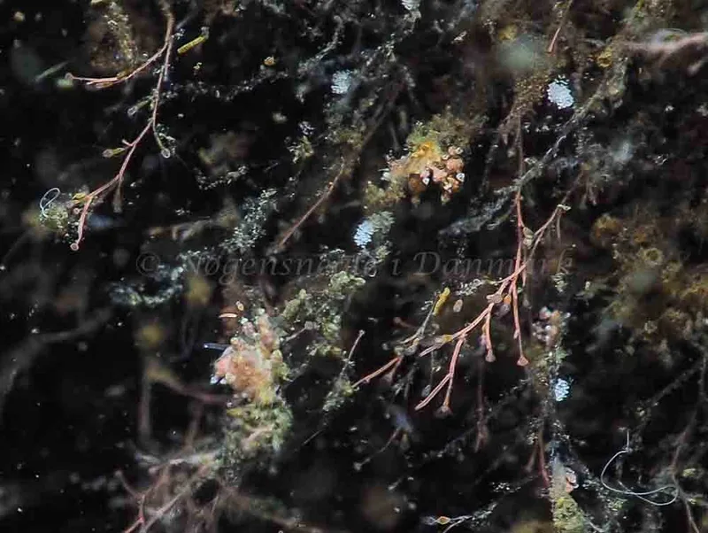 Eubranchus scintillans - Kollund Mole - Foto: Jens Egon Jørgensen