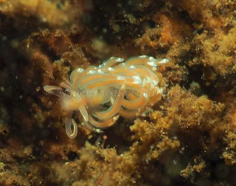 Facelina bostoniensis - Kollund Mole - Foto: Jens Egon Jørgensen