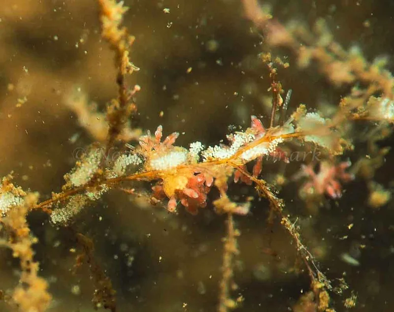 Eubranchus rupium - Kollund Mole - Foto: Jens Egon Jørgensen