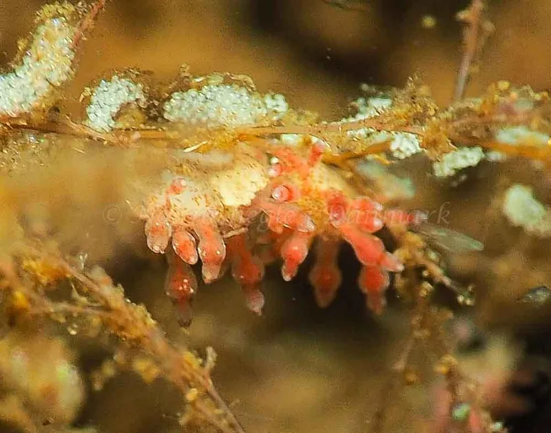 Eubranchus rupium - Kollund Mole - Foto: Jens Egon Jørgensen
