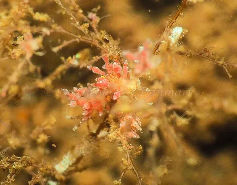 Eubranchus rupium - Kollund Mole - Foto: Jens Egon Jørgensen