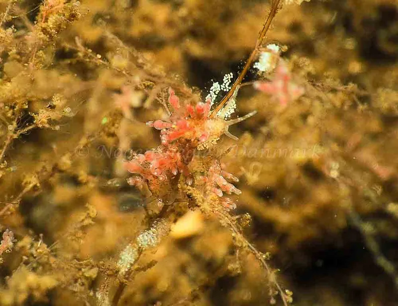 Eubranchus rupium - Kollund Mole - Foto: Jens Egon Jørgensen