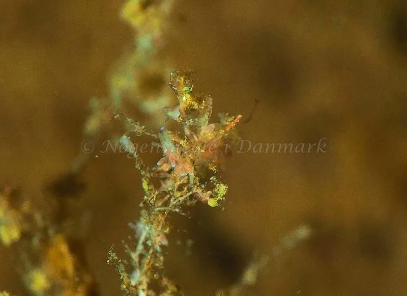 Eubranchus rupium - Kollund Mole - Foto: Jens Egon Jørgensen