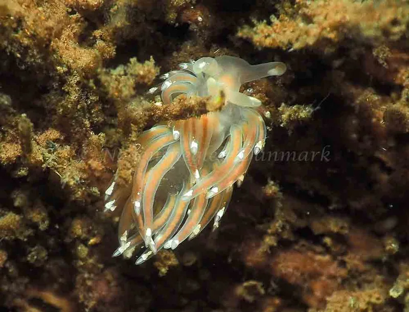Facelina bostoniensis - Kollund Mole - Foto: Jens Egon Jørgensen