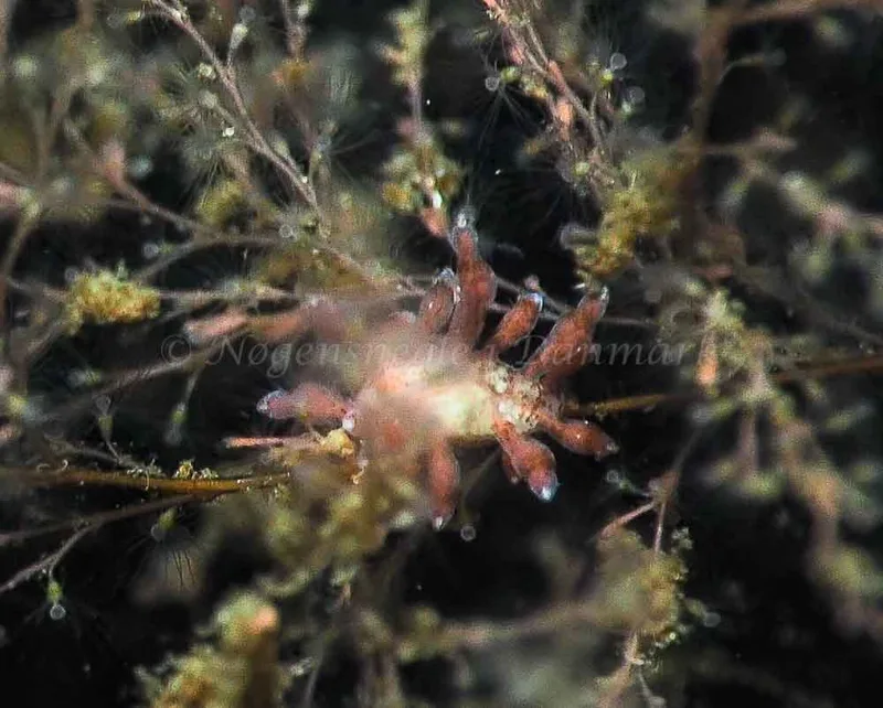 Eubranchus rupium - Kollund Mole - Foto: Jens Egon Jørgensen