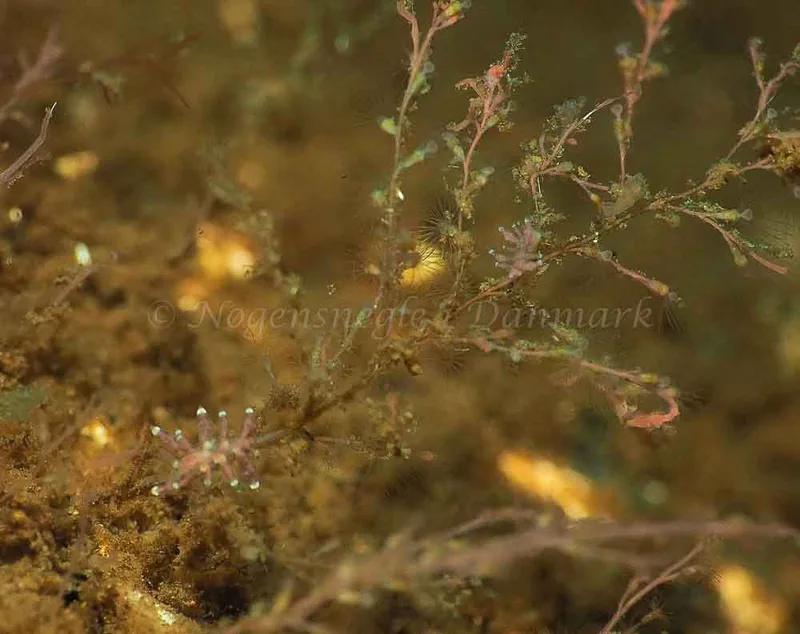 Eubranchus rupium - Kollund Mole - Foto: Jens Egon Jørgensen