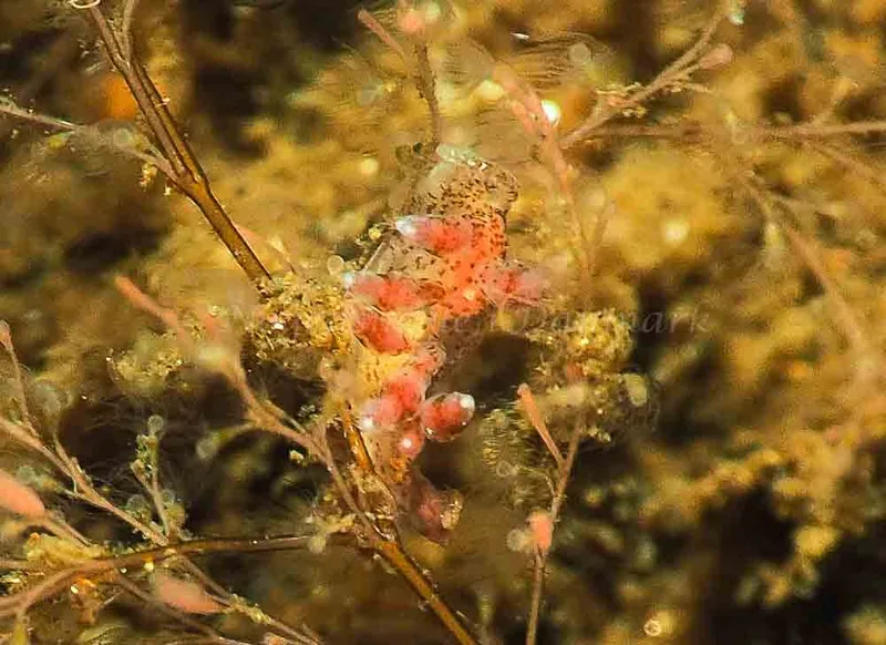 Eubranchus rupium - Kollund Mole - Foto: Jens Egon Jørgensen