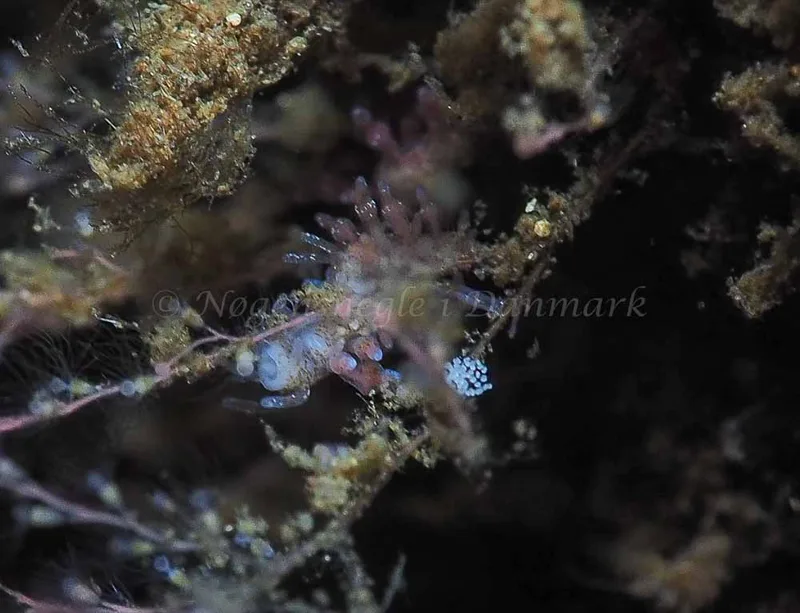 Eubranchus rupium - Kollund Mole - Foto: Jens Egon Jørgensen