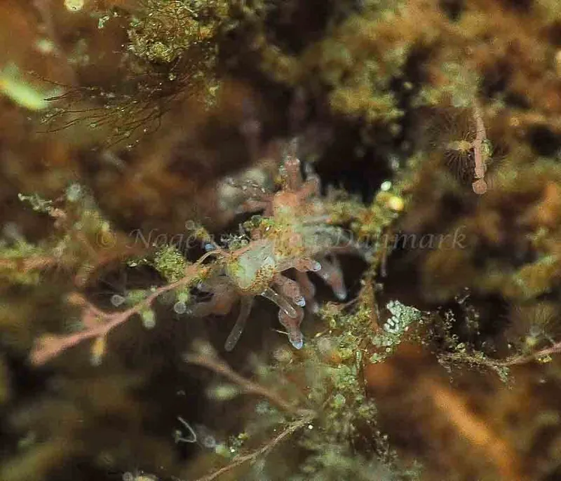 Eubranchus rupium - Kollund Mole - Foto: Jens Egon Jørgensen