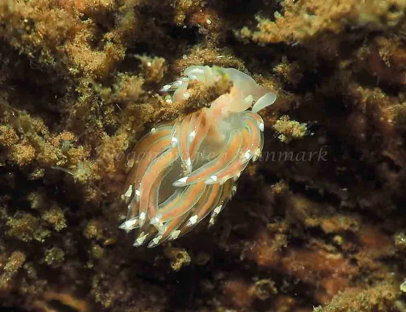 Facelina bostoniensis - Kollund Mole - Foto: Jens Egon Jørgensen
