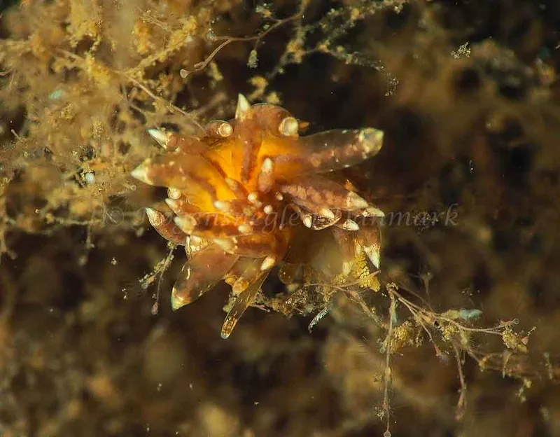 Amphorina viriola - Kollund Mole - Foto: Jens Egon Jørgensen