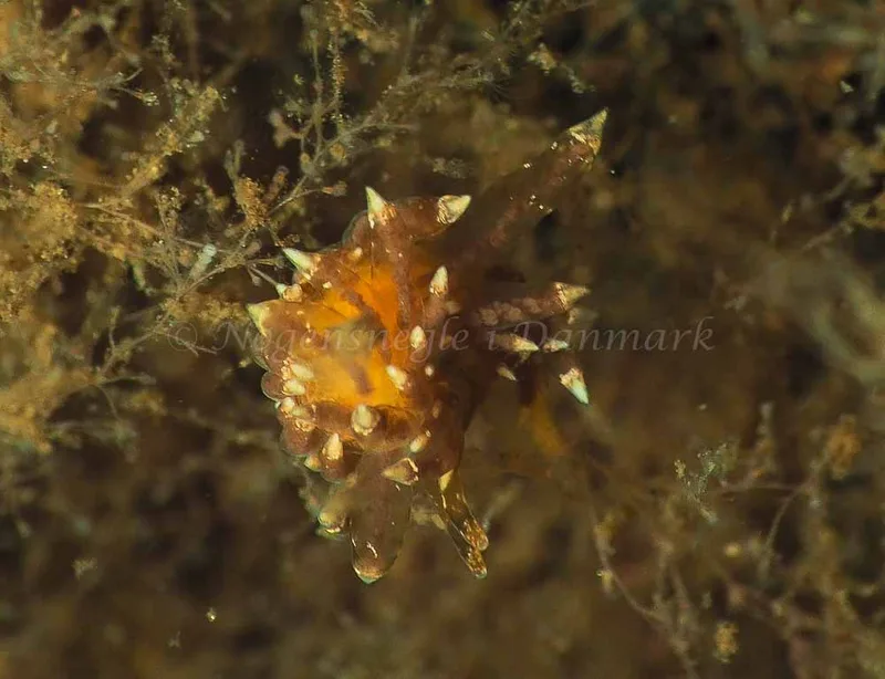Amphorina viriola - Kollund Mole - Foto: Jens Egon Jørgensen