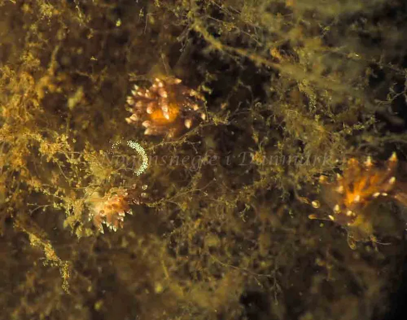 Amphorina viriola - Kollund Mole - Foto: Jens Egon Jørgensen