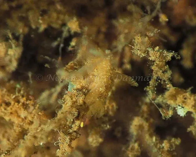 Acanthodoris pilosa - Kollund Mole - Foto: Jens Egon Jørgensen