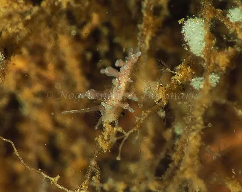 Eubranchus rupium - Kollund Mole - Foto: Jens Egon Jørgensen