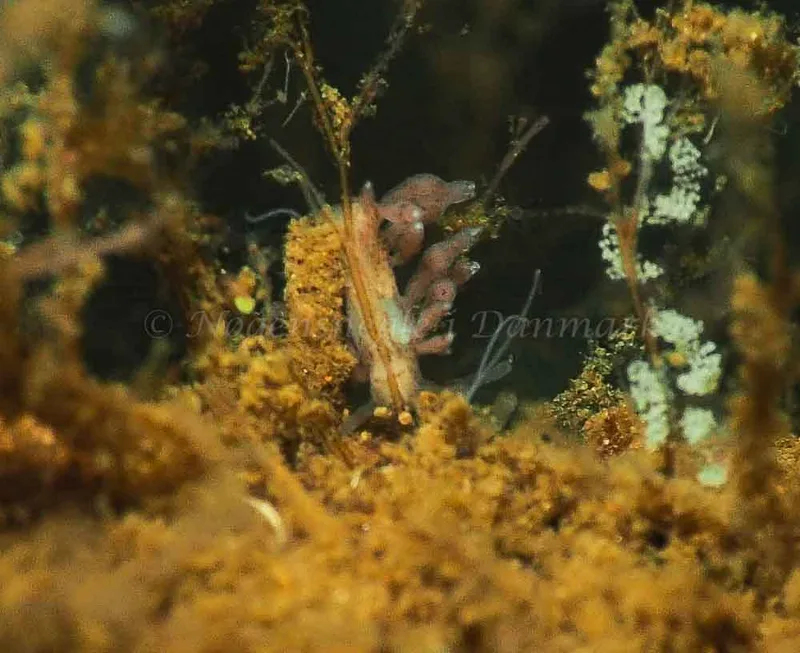 Eubranchus rupium - Kollund Mole - Foto: Jens Egon Jørgensen