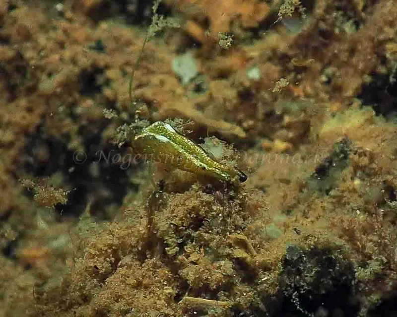 Elysia viridis - Kollund Mole - Foto: Jens Egon Jørgensen