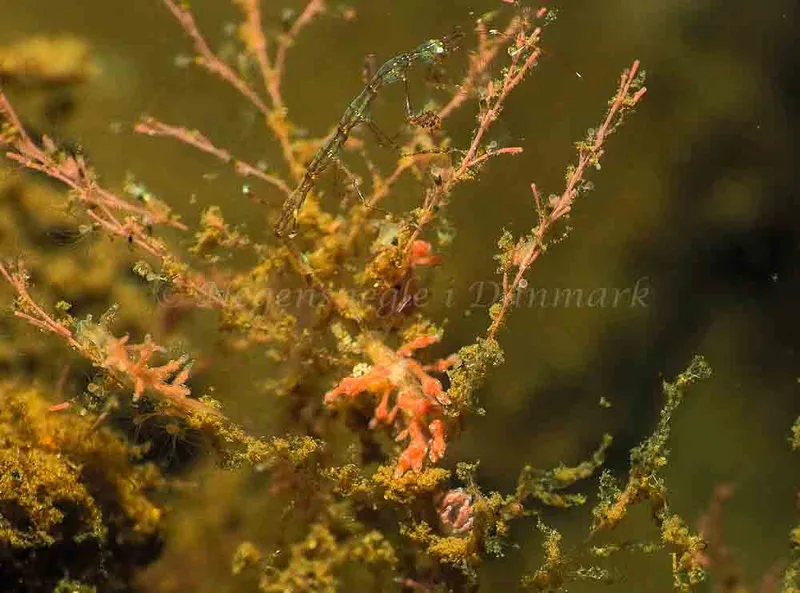 Eubranchus rupium - Kollund Lillestrand - Foto: Jens Egon Jørgensen