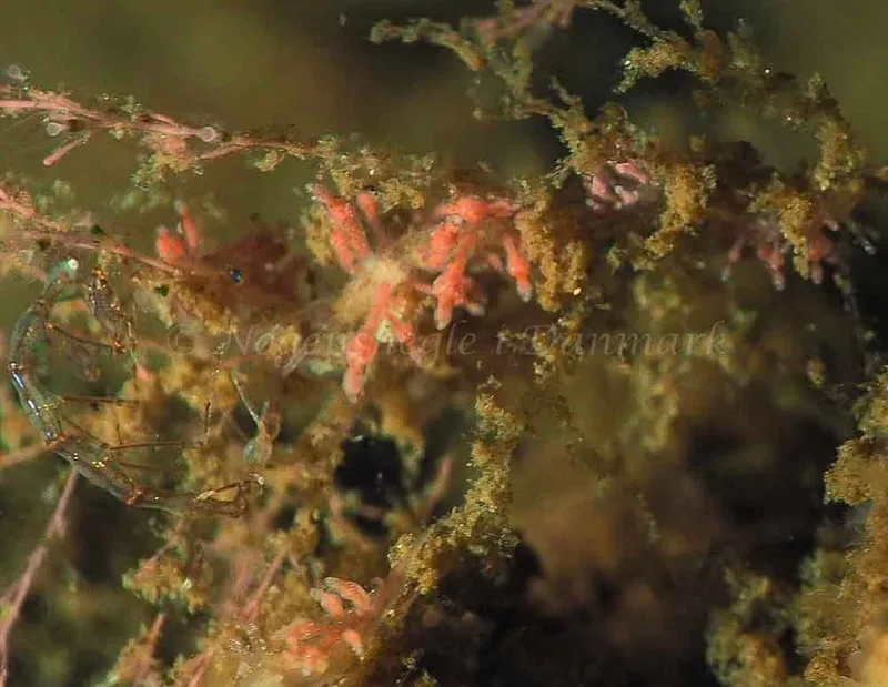 Eubranchus rupium - Kollund Lillestrand - Foto: Jens Egon Jørgensen