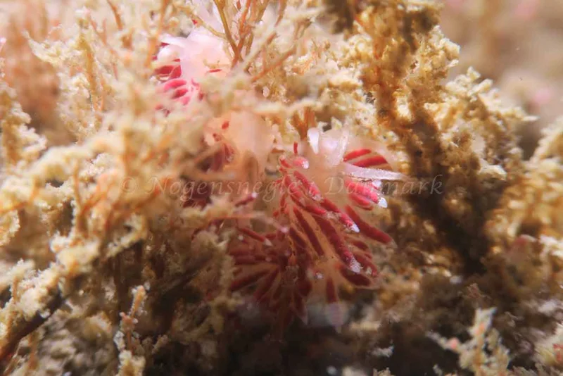 Coryphella gracilis - Storebæltsbroen - Foto: HP Ølgaard